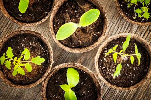 Seedlings growing in peat moss pots Stock Photos