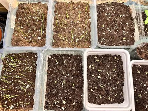 Seedlings growing in plastic containers. Small green sprouts in dirt for home Stock Photos