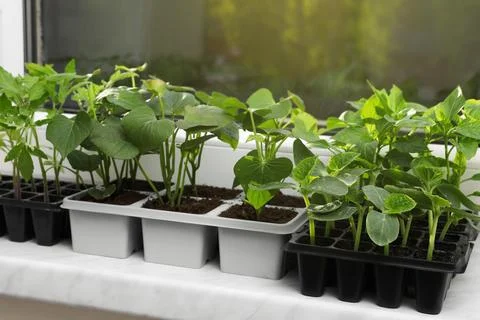 Seedlings growing in plastic containers with soil on windowsill. Gardening .. Stock Photos