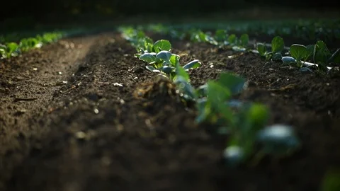 Seedlings growing in rows. Stock Footage 88370305