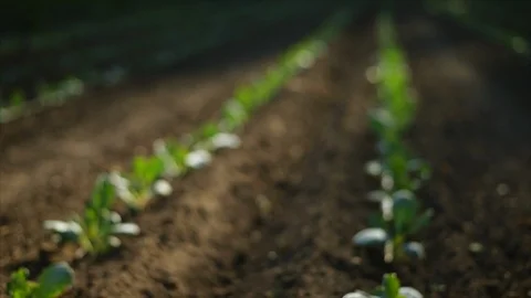 Seedlings growing in rows. Stock Footage 88370335