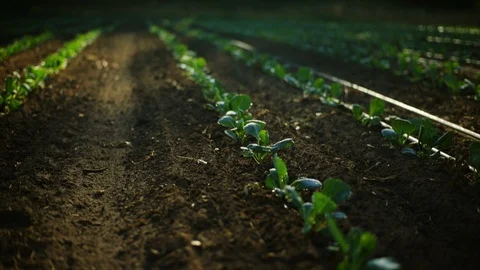 Seedlings growing in rows. Stock Footage 88370393