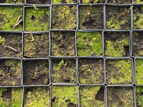 Seedlings growing in small black plastic pots arranged in a grid pattern on.. Stock-Fotos