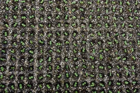 Seedlings in growing tray Foto stock