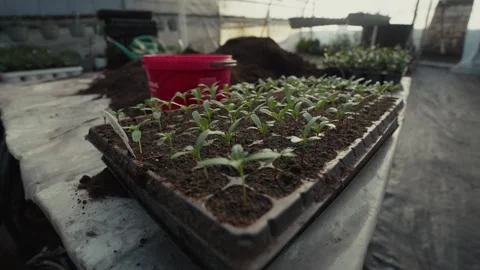 Seedlings growing in a tray on a table inside a greenhouse with soil, a red Vídeo Stock 332723785