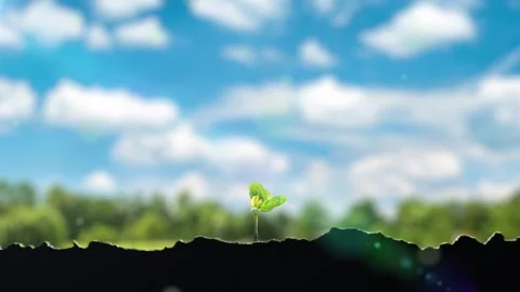 Seedlings growing vigorously under blue sky and white clouds Stock Footage 252736435