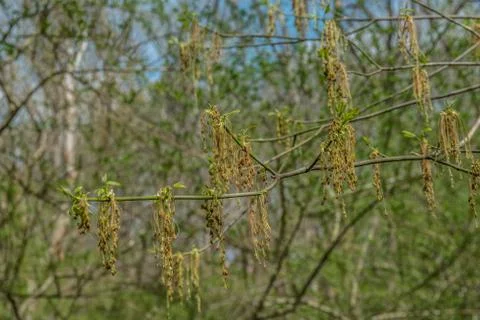 Seedlings hanging from tree branches Stock Photos