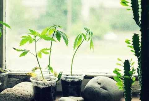 Seedlings of hemp on the windowsill Stock Photos