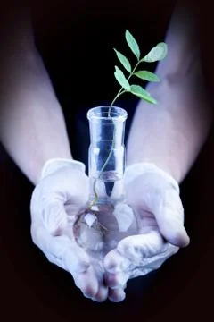 Seedlings in laboratory Stock Photos