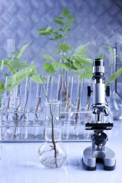 Seedlings in laboratory Stock Photos