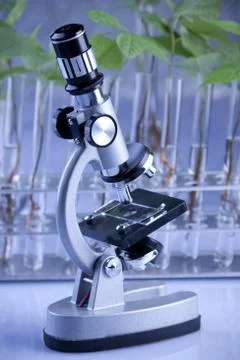 Seedlings in laboratory Stock Photos