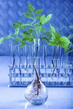 Seedlings in laboratory Stock Photos