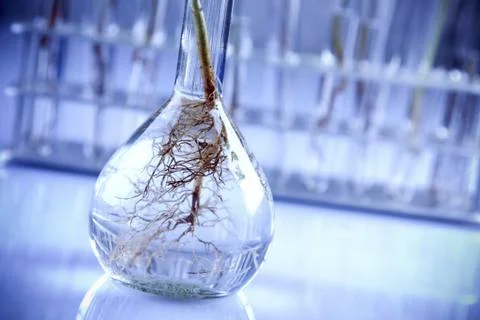 Seedlings in laboratory Stock Photos