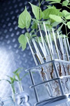 Seedlings in laboratory Stock Photos