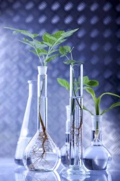 Seedlings in laboratory Stock Photos
