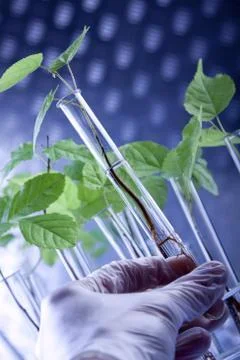 Seedlings in laboratory Stock Photos