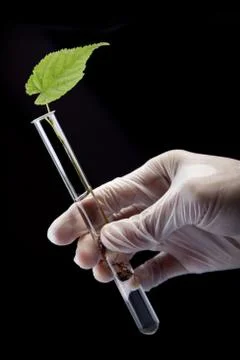 Seedlings in laboratory Stock Photos