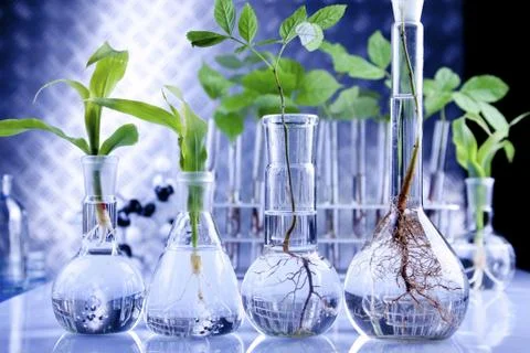 Seedlings in laboratory Stock Photos