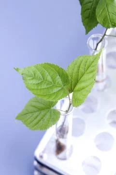 Seedlings in laboratory Stock Photos