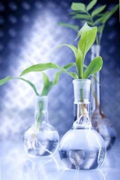 Seedlings in laboratory Stock Photos