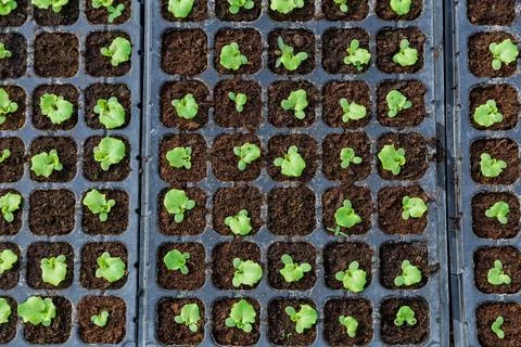 Seedlings of leaf salad with a large plan. Stock Photos