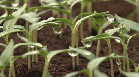 Seedlings of lettuce in the crib 库存影片 49847117