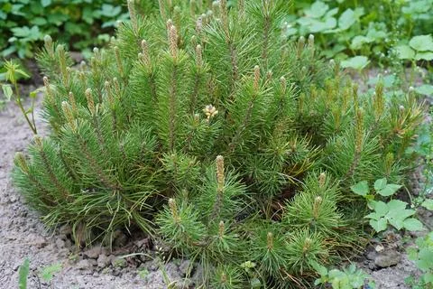 Seedlings of low-growing pug pine in the nursery and botanical garden in close Fotos de archivo