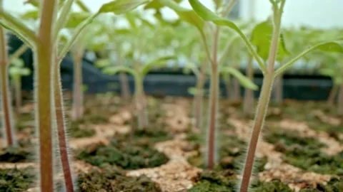 Seedlings macro Stock Footage 171559524