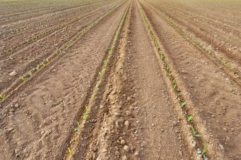 Seedlings of maize Stock Photos