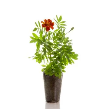 Seedlings marigolds in plastic cups Stock Photos