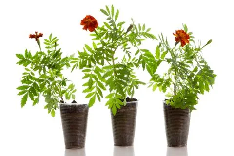 Seedlings marigolds in plastic cups Stock Photos