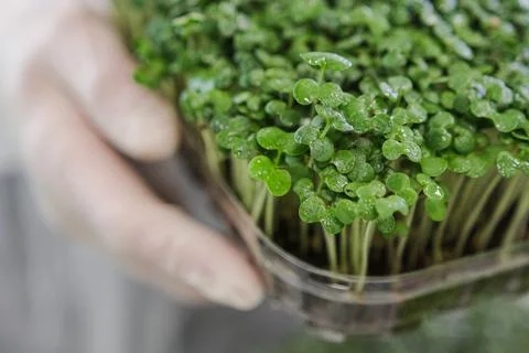 Seedlings of microgreens germinated in coconut substrate. Superfoods, close-up Stock Photos
