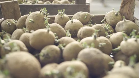 Seedlings new potatoes with sprouts in boxes ready for planting Video stock 76496278