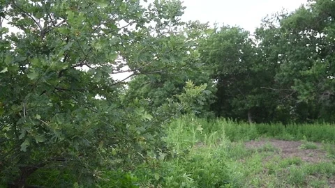 Seedlings in the oak tree nursery Stock Footage 156228888