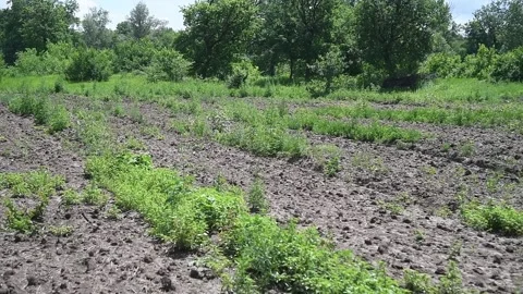 Seedlings in the oak tree nursery 库存影片 156228897