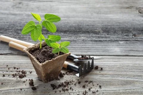 Seedlings in a peat pot Stock Photos