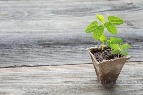 Seedlings in a peat pot Stock Photos