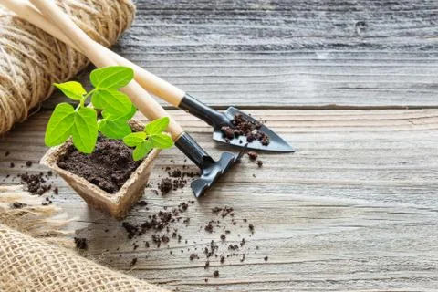 Seedlings in a peat pot Stock Photos