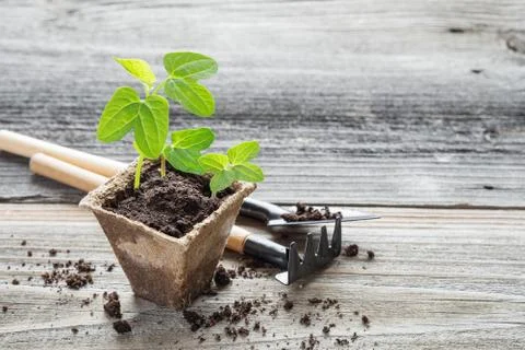 Seedlings in a peat pot Foto stock