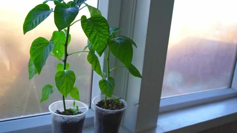Seedlings of pepper Stock Footage 181047234