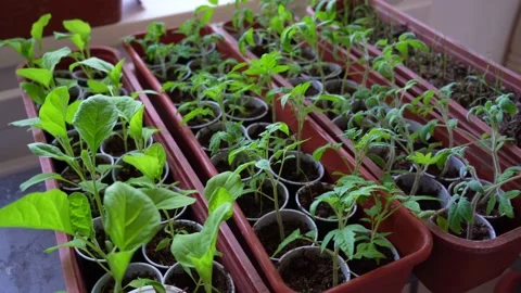 Seedlings of pepper Stock Footage 184967849
