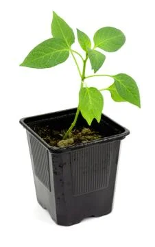 Seedlings of pepper Stock Photos