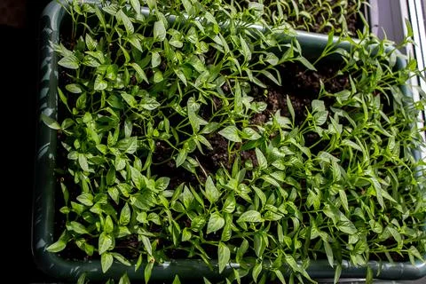 Seedlings of pepper in pots. Selective focus Stock Photos