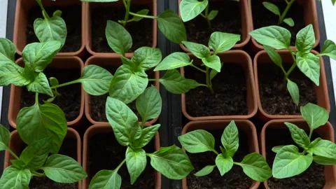 Seedlings of pepper in sowing boxes. Slow motion. Stock Footage 88191523