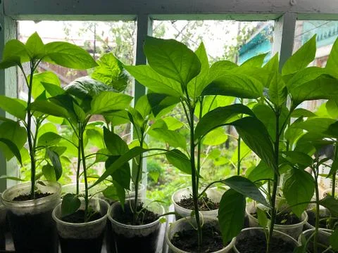 Seedlings of pepper on the window. Stock Photos