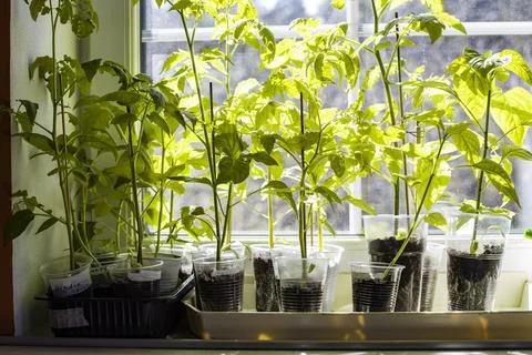 Seedlings of pepper on window sill under bright sunlight through white frame Stock Photos