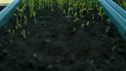 Seedlings of pepper on the windowsill. Selective focus. Stock Footage 185550699