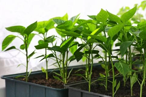Seedlings of peppers in boxes. Stock Photos