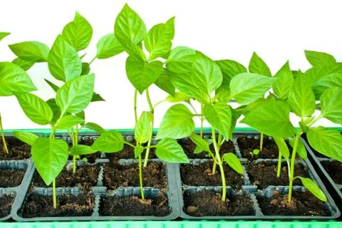 Seedlings peppers Stock Photos