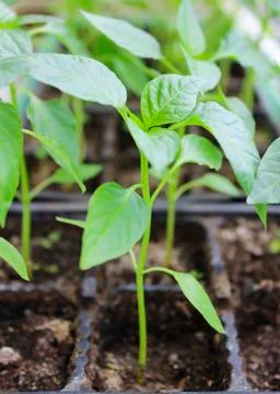 Seedlings peppers Stock Photos